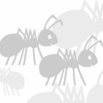 cropped ameisen grau.jpg