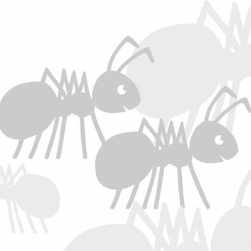 cropped ameisen grau.jpg